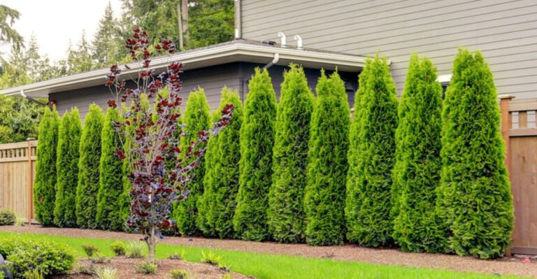 19 Plants To Consider When Looking To Add Privacy To Your Yard