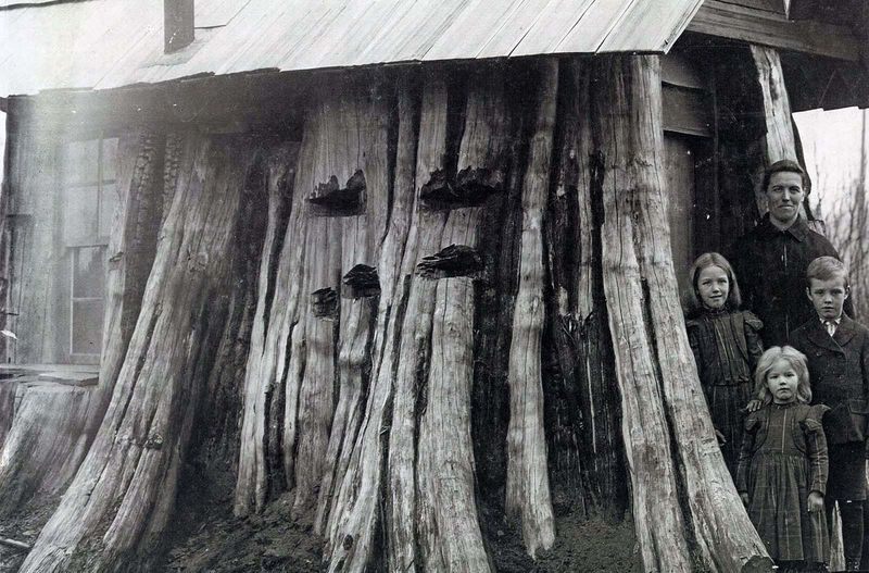 1901: Cedar Stump House, Washington, USA
