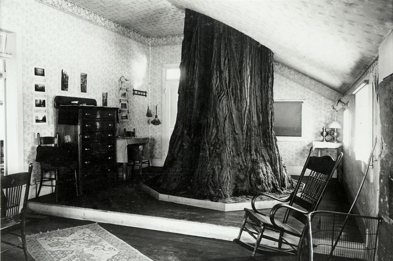1910: A Room Built Around A Tree, California, USA