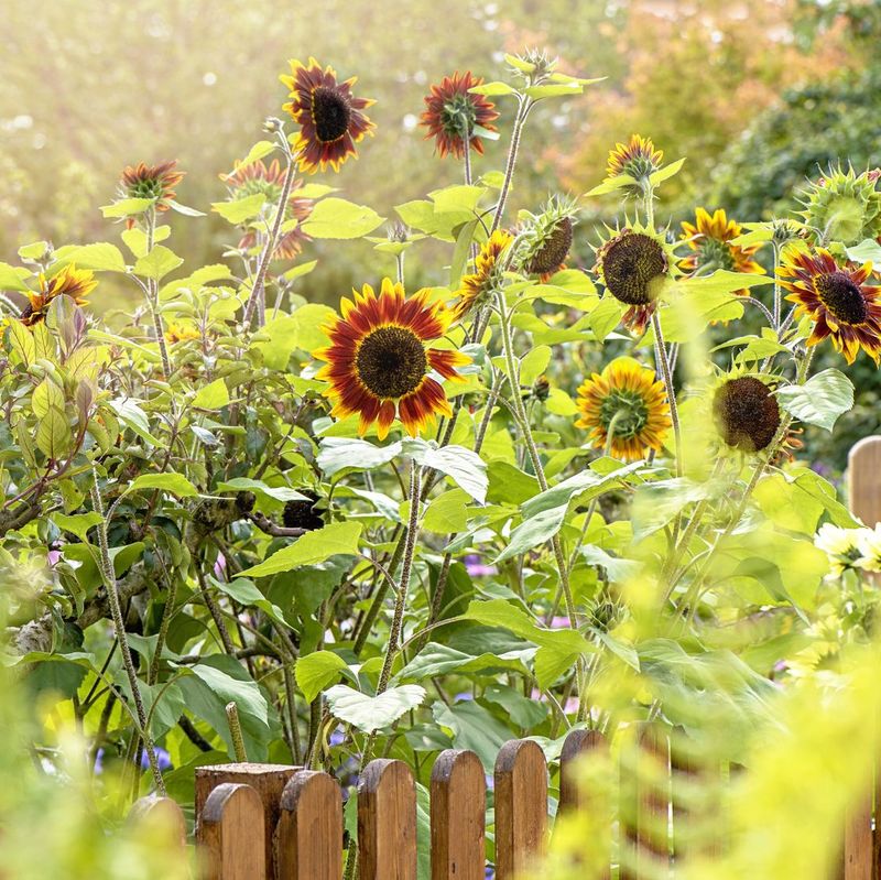 Plant Groovy Sunflowers In Bold Clusters