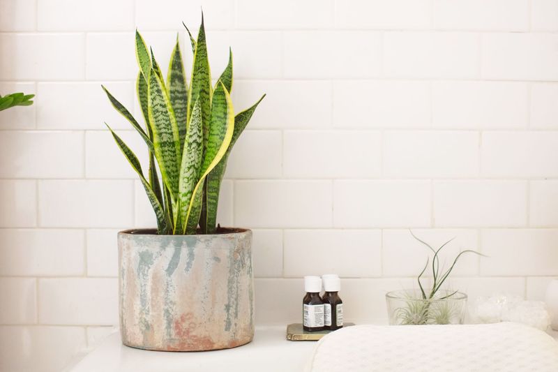 Fake Plants Everywhere
