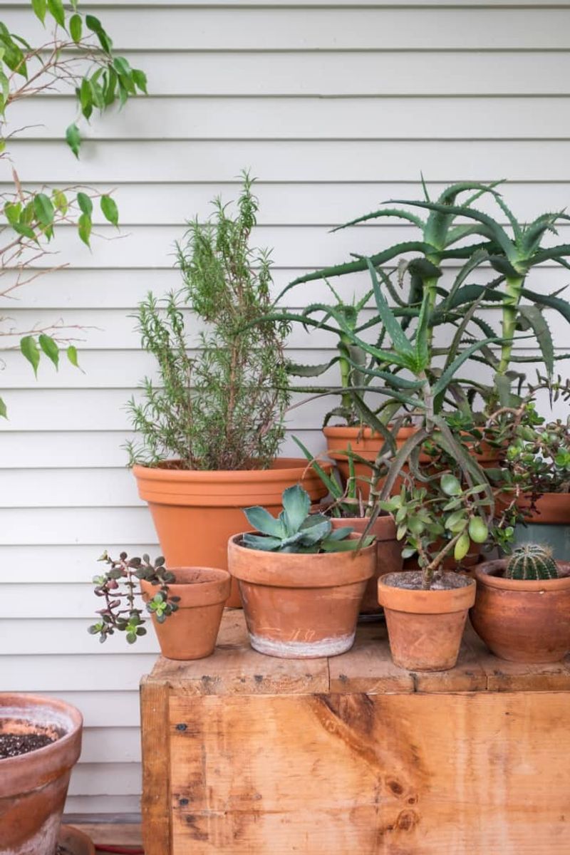 Grow Houseplants Outdoors In Decorative Containers