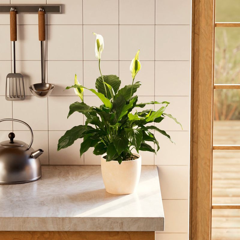 Peace Lily Purification