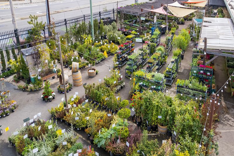 Plants and garden soil