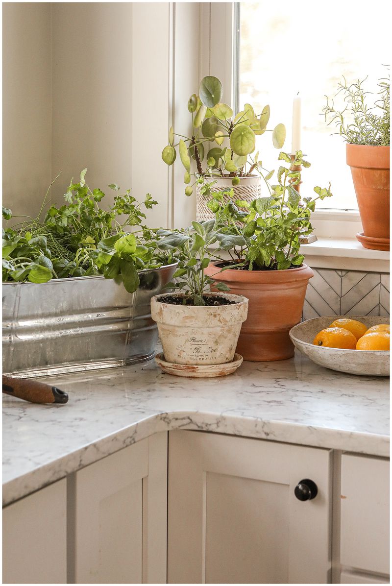 Corner Herb Garden Window