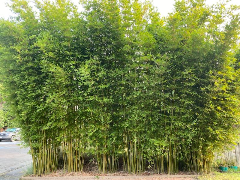 Bamboo