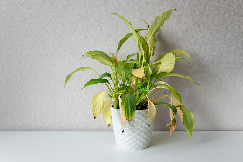 Dead Or Dying Plants