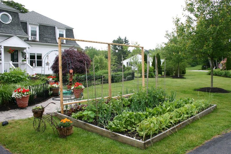 Vegetable Gardens in Front Yards