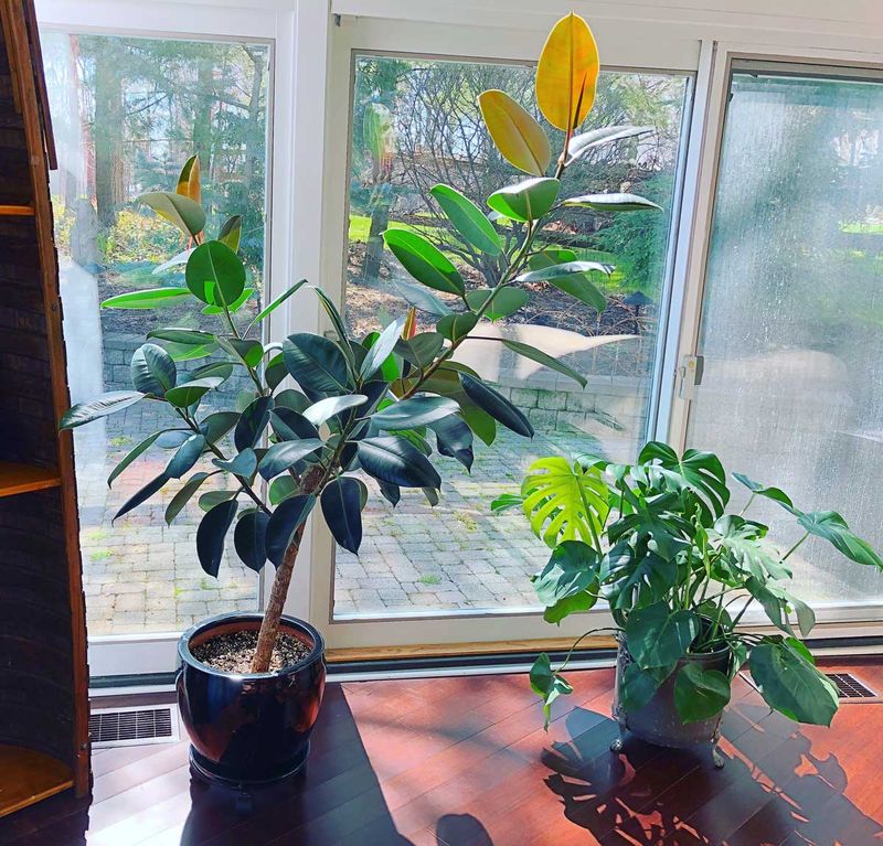 Rubber Plant