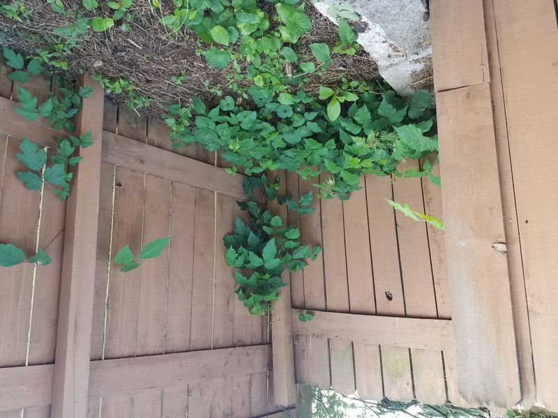 Uncontrolled Ivy Growth