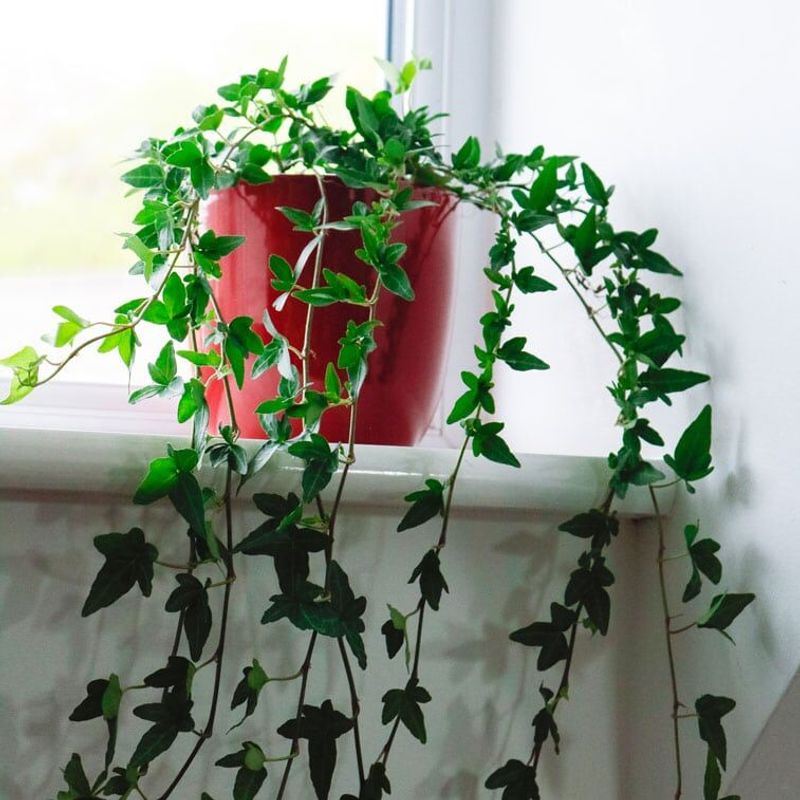 Climbing Ivy 