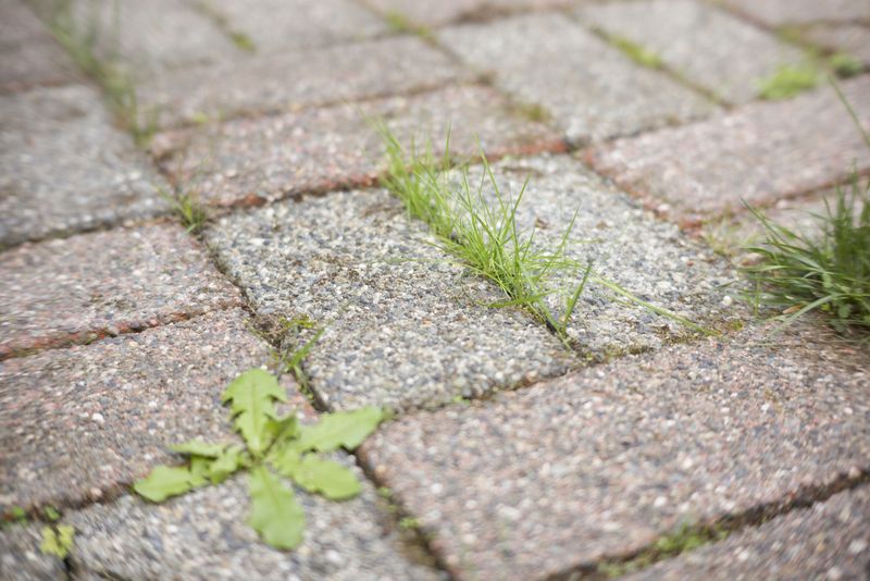 Weed-Infested Joints