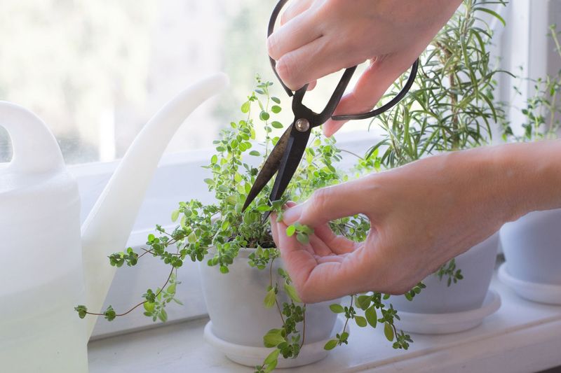 Organic Herb-Gardening Kits