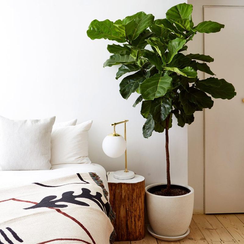 Fiddle Leaf 