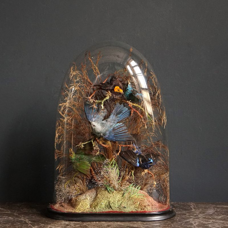 Taxidermy Collections
