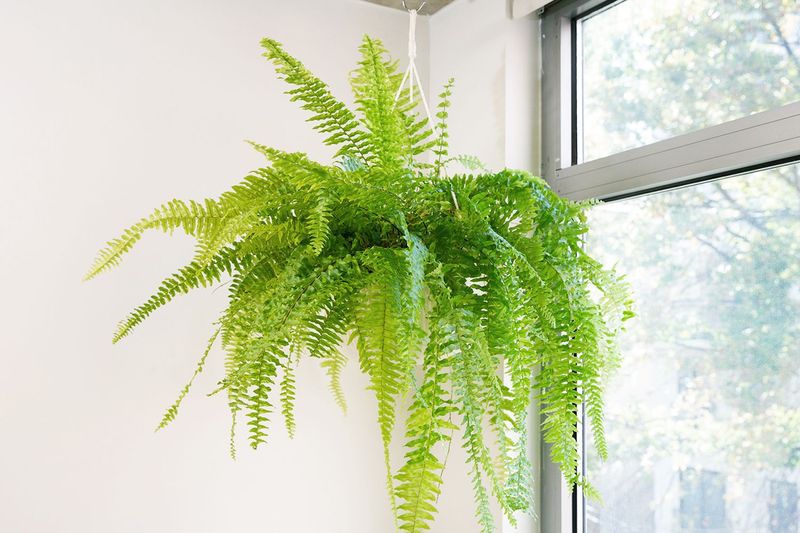 Upside-Down Plants