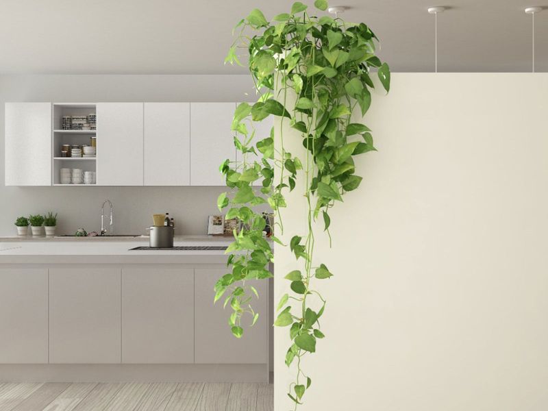 Climbing Vines