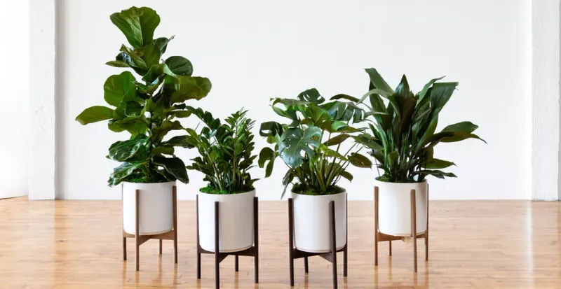 Large Leafy Plants