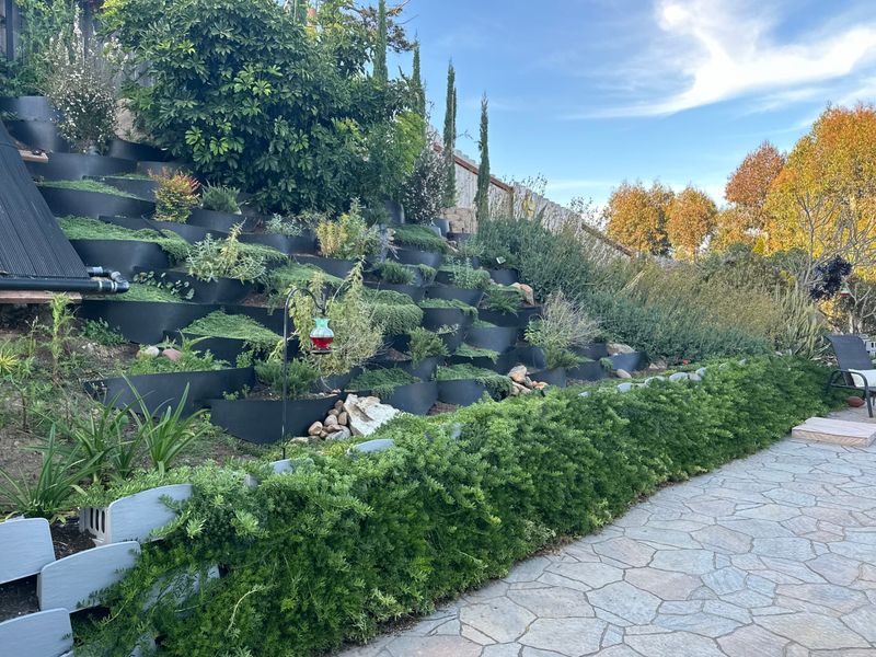 Living Green Walls