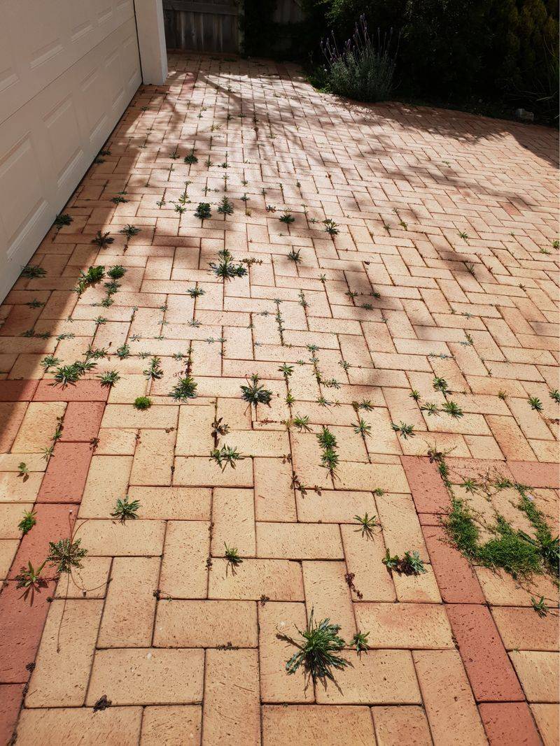 Overgrown weeds between stones