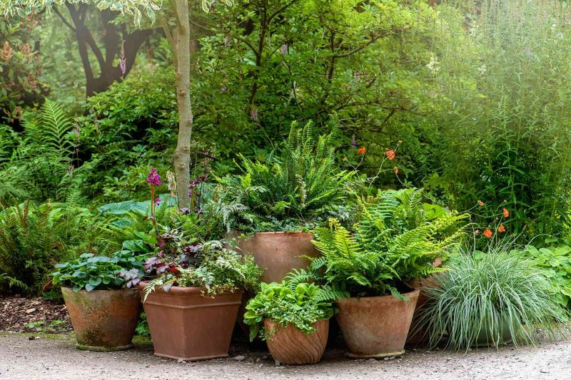 Plant a Fern Garden Corner