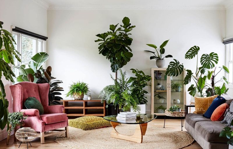 Arrange Indoor Plants