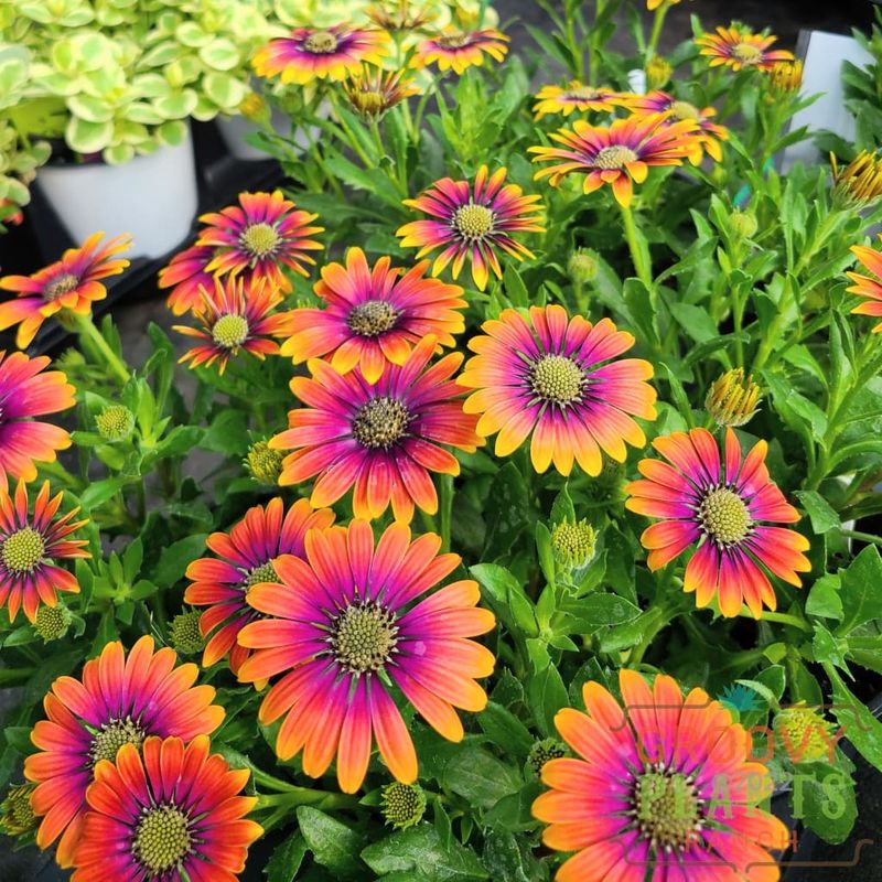 Add Psychedelic Colors With Bright Annual Flowers