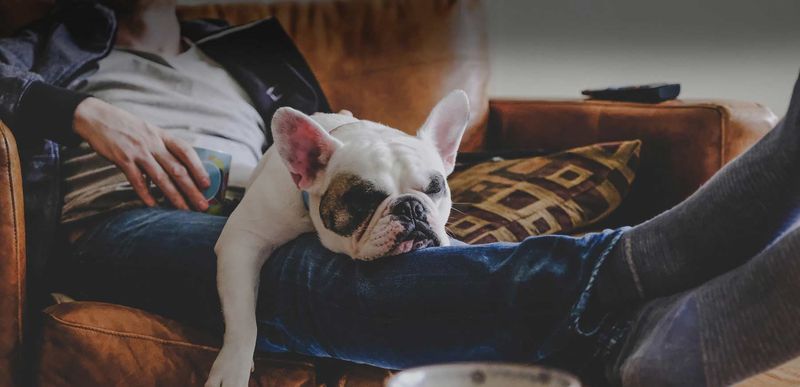 Donate to Animal Shelters
