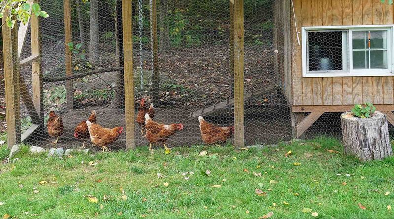Backyard Chicken Coops