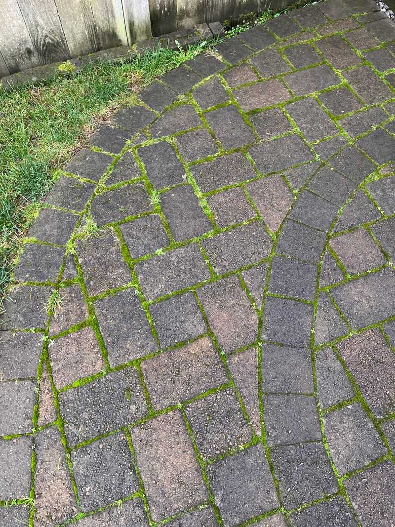Slippery Algae or Moss Buildup