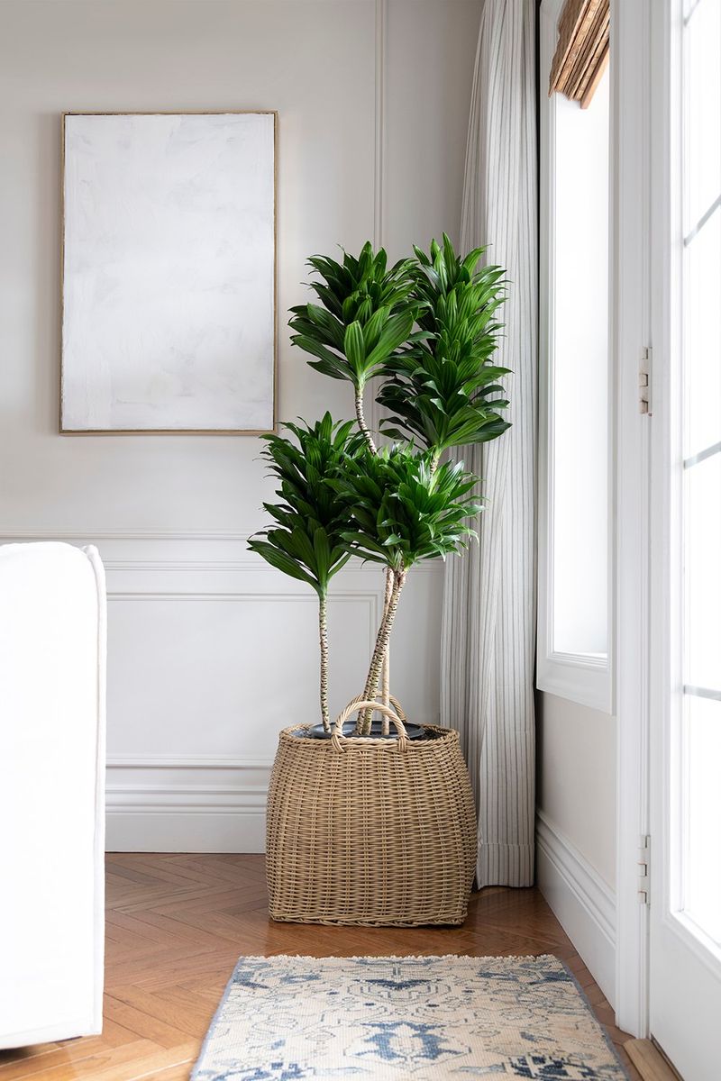 Indoor Plants