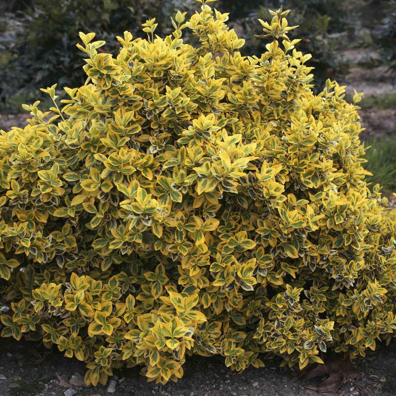 Unkempt Landscaping or Dying Bushes