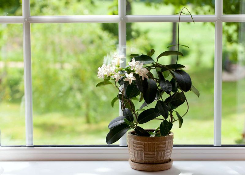 Neglect Indoor Plant Care