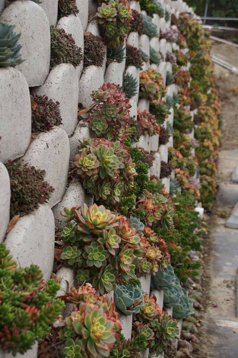 Succulent-Filled Rock Wall