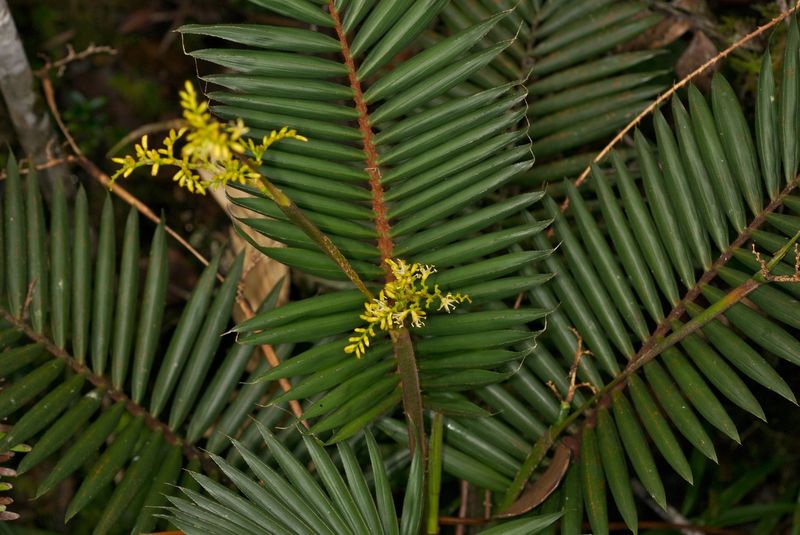 Sourced From Southeast Asian Palms
