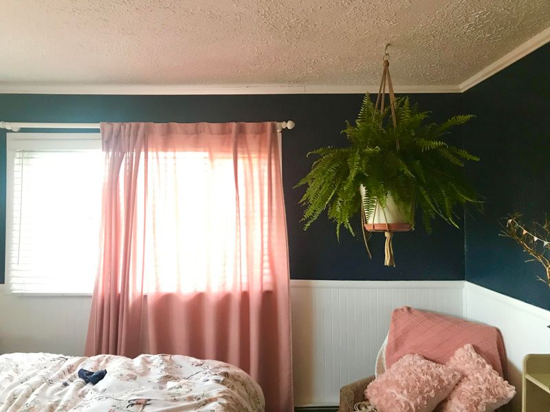 Boston Fern 