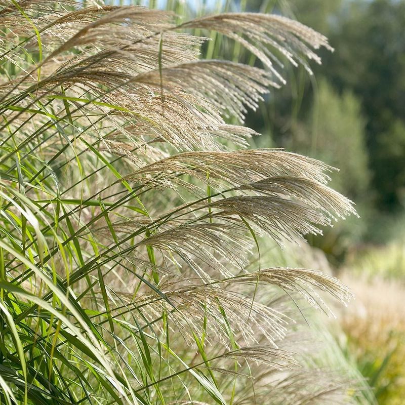 Ornamental Grasses