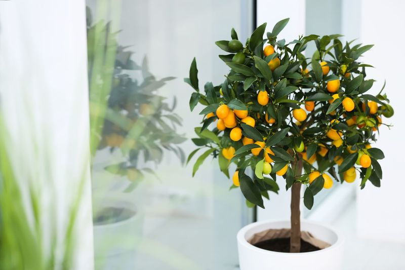 Citrus Tree 