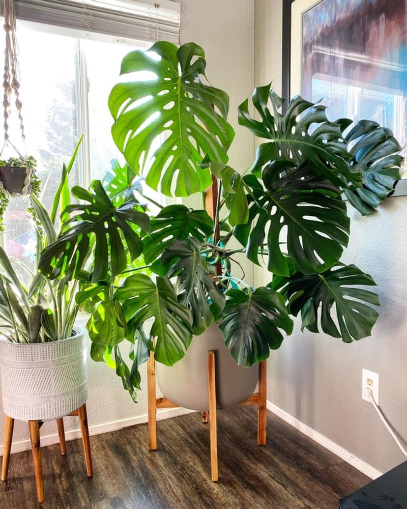 Plant Stands