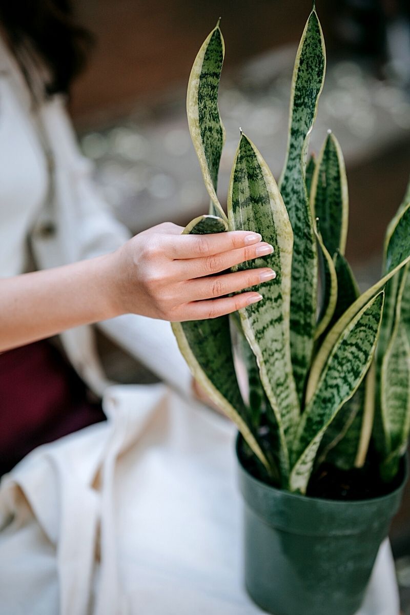 Spiky Sword Plants