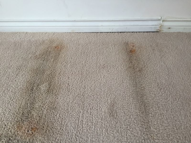 Carpet Odor Issues