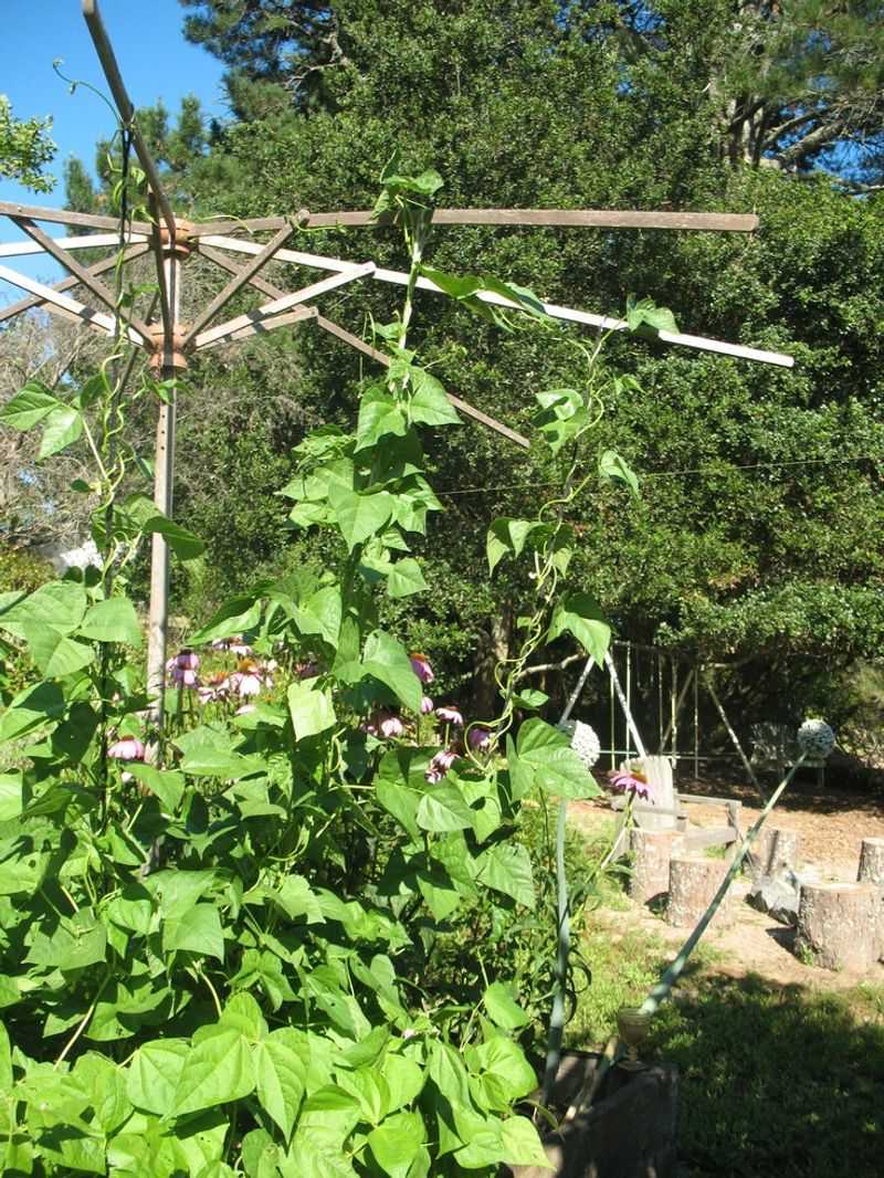 Umbrella Trellis Tower