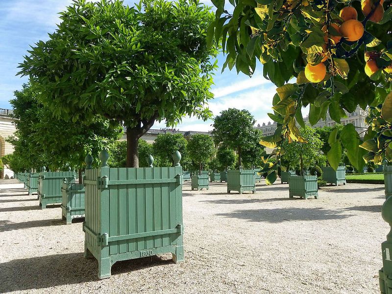 Potted Citrus Collections