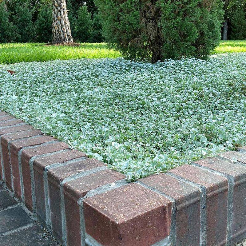 Install Ground Cover In Geometric Patterns
