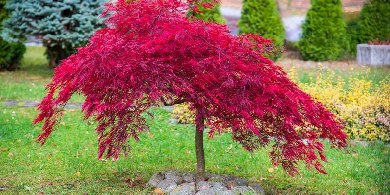 Strategic Specimen Trees