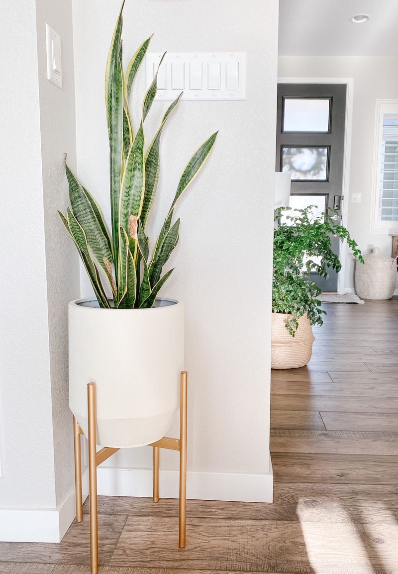 Add Plants In Stylish Planters