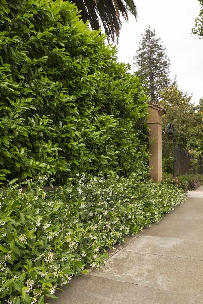 Plant Tall Bushes Or Trees Outside