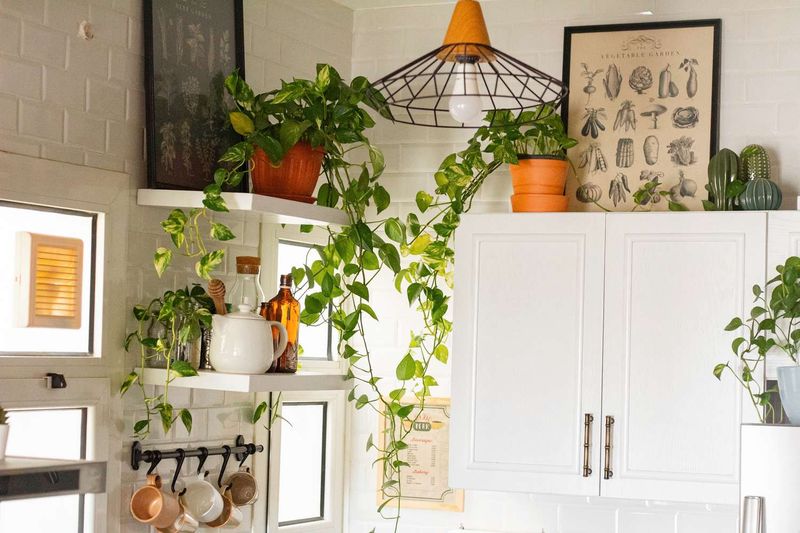 Trailing Ivy Elegance
