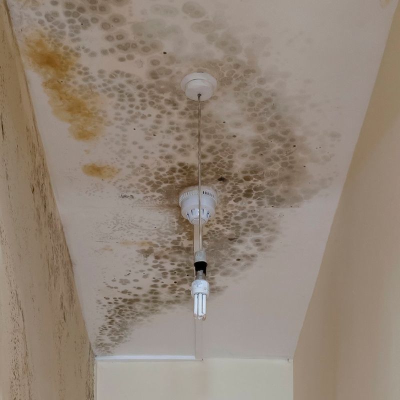 Properties With Mold Infestations