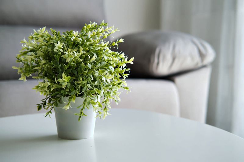 Fake plants used excessively